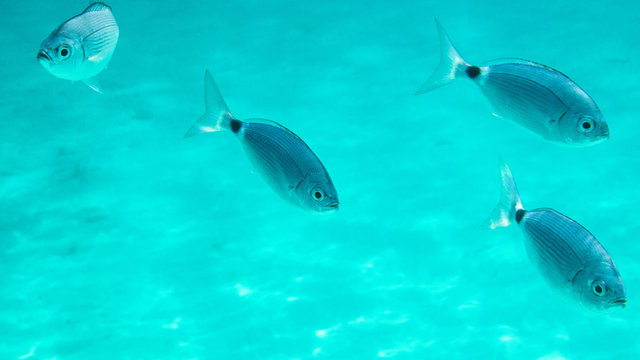 Oblades en m&eacute;diterran&eacute;e