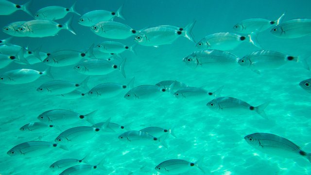 Oblades en m&eacute;diterran&eacute;e