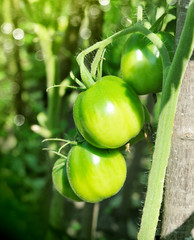 Green tomatoes. Agriculture concept
