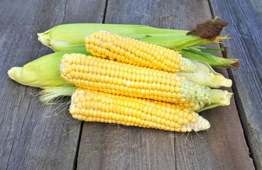 Organic fresh corn on wooden surface