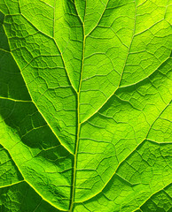 Green leaf texture (Arctium lappa)