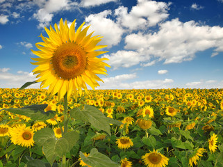 Sunflower field