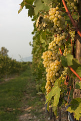 Vitigno al tramonto © quaximo