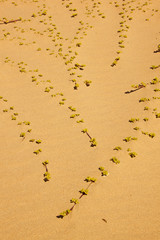 Dune Plants