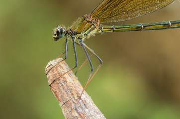 demoiselle gros plan, macro © B.Bouvier