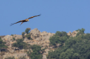 milan royal en vol (Corse)