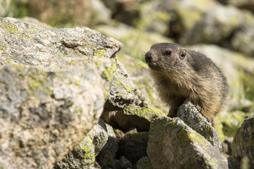 Marmotte des  Alpes- juvenile (marmota marmota)