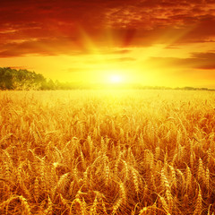Naklejka premium Wheat field at sunset.