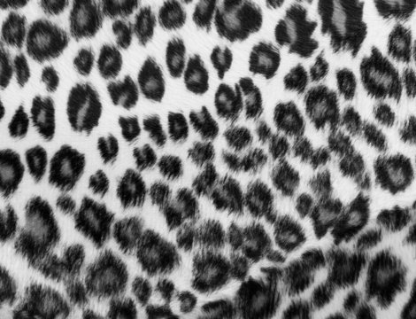 Monochrome leopard Print
