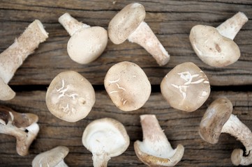 shitake mushroom