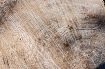 Naklejka premium structure of the wood