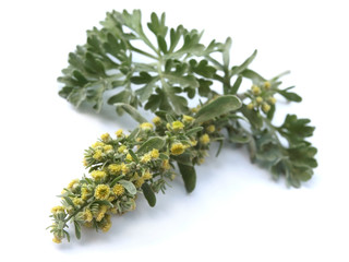Absinthium  (Artemisia absinthium)