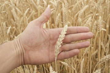 Fototapeta na wymiar Ears of wheat on hand