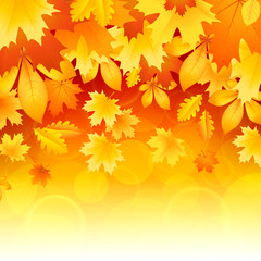 Background of leaves