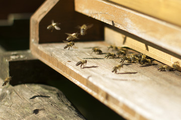 Honigbienen vor dem Einflugloch