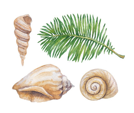 Watercolor illustrations of shells