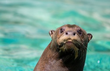Beautiful sea lion in a water