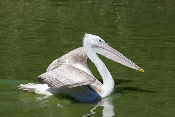 White pelican swimming