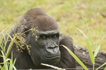 Gorilla