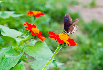 Butterfly on flower