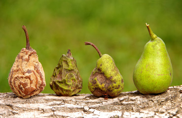 Healthy and rotten pear