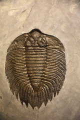 Ancient animal fossil