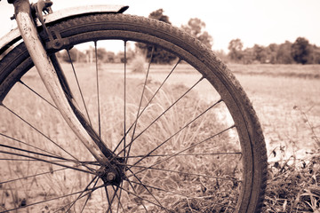 Naklejka premium Wheel bicycle