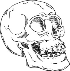 skull