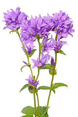 Obraz premium Campanula flowers