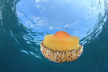 Naklejka premium Fried Egg Jellyfish underwater in ocean