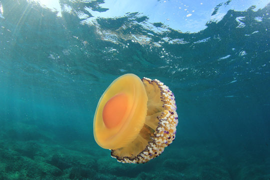 Fototapeta Fried Egg Jellyfish underwater in ocean