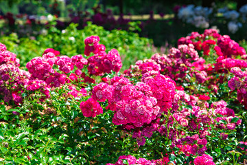Obraz premium Bed of roses