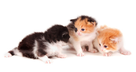 little kittens