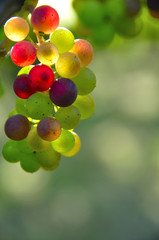 Grappe de raisin muticolore
