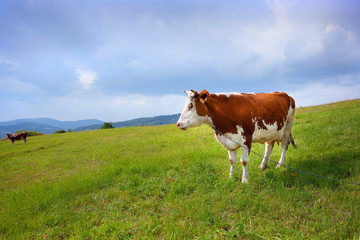 Fototapeta na wymiar Cow on meadow