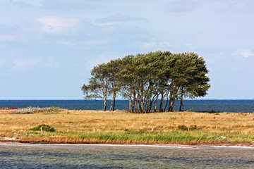 NSG Oehe-Schleimünde mit Baumgruppe zwischen Schlei und Ostsee