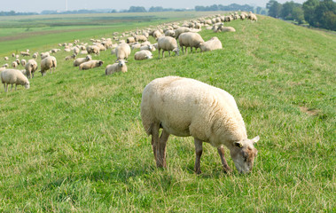 Schaf auf dem Deich mit Schafherde