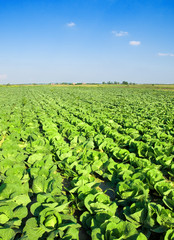 Cabbage plantation