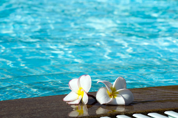 flower on swimming pool