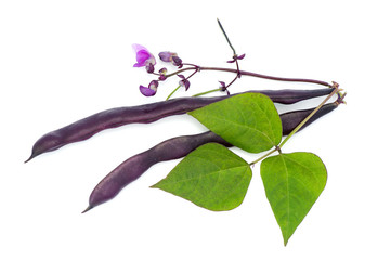 Obraz premium Red bean pods