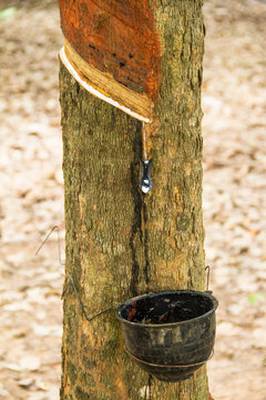 rubber that come out from tree call Hevea Brasiliensis