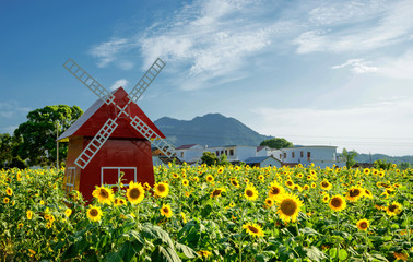 Sunflower Garden and windmill