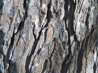 Tree Bark
