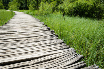 Wooden Path in the Forest