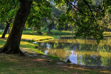 trees near a pond in city park