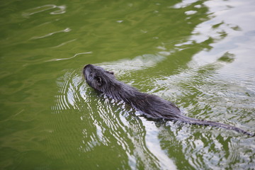 Nutria (Myocastor coypus) in a river