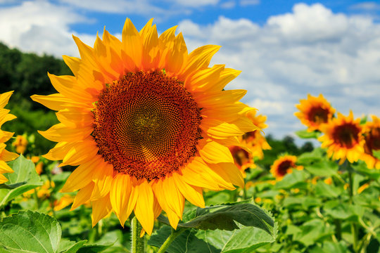 sunflower yellow head on a background of blue sky © Pellinni