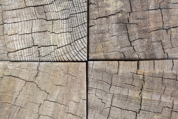 texture of tree stump