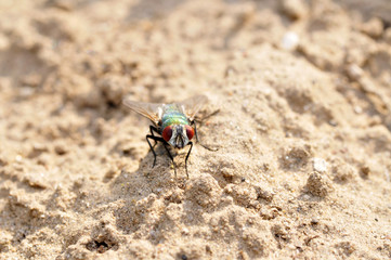 A kind of insect flies