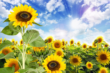 Sommer: Sonnenblumenfeld mit blauem Himmel